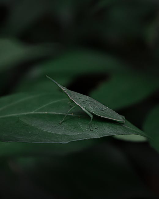 A close-up view of a green, leafhopper insect perched on a smooth, dark green leaf with visible veins, surrounded by blurred dark green foliage in the background. The insect has a slender, elongated b